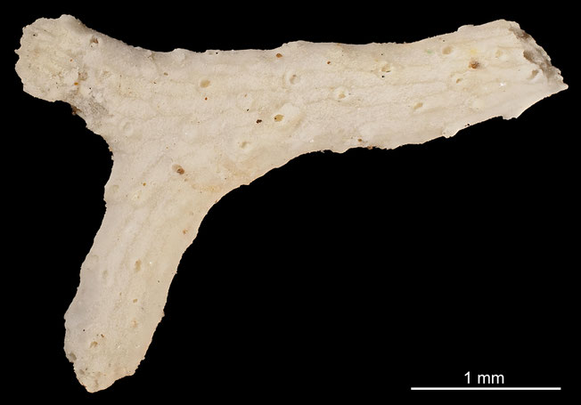 Senckenberg, Bryozoa, Bryozoen, Moostierchen, Sammlung Voigt