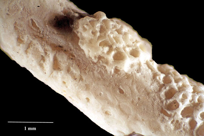 Senckenberg, Bryozoa, Bryozoen, Moostierchen, Sammlung Voigt