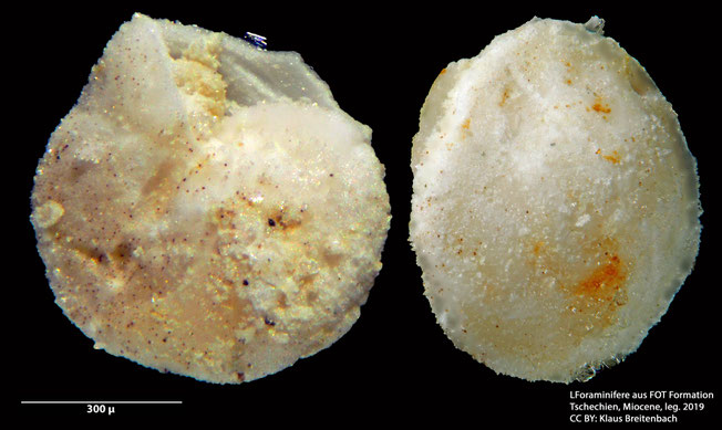 Foraminifere, Foraminifera, Bryozoa, Senckenberg,
