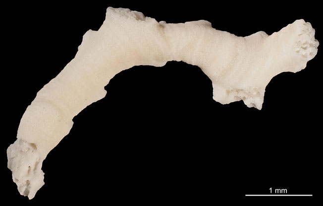 Senckenberg, Bryozoa, Bryozoen, Moostierchen, Sammlung Voigt