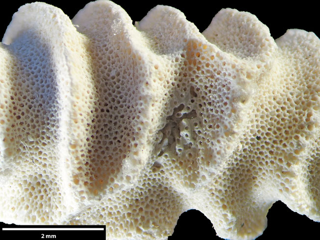 Senckenberg, Bryozoa, Bryozoen, Moostierchen, Sammlung Voigt