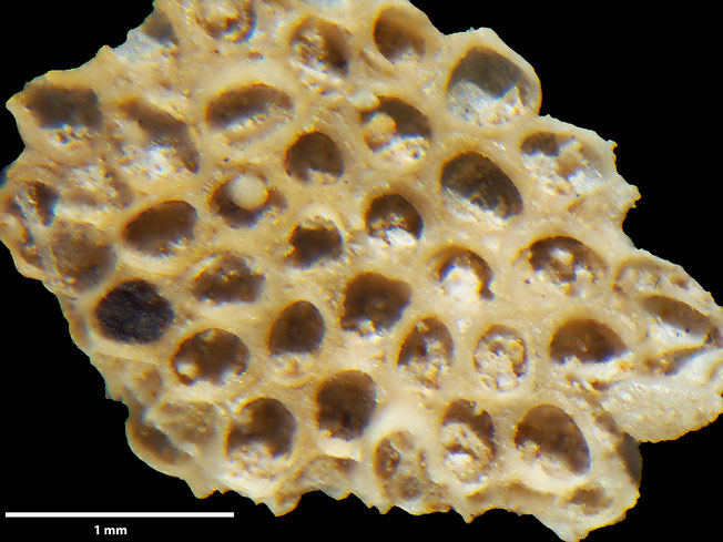 Senckenberg, Bryozoa, Bryozoen, Moostierchen, Sammlung Voigt