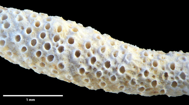 Senckenberg, Bryozoa, Bryozoen, Moostierchen, Sammlung Voigt