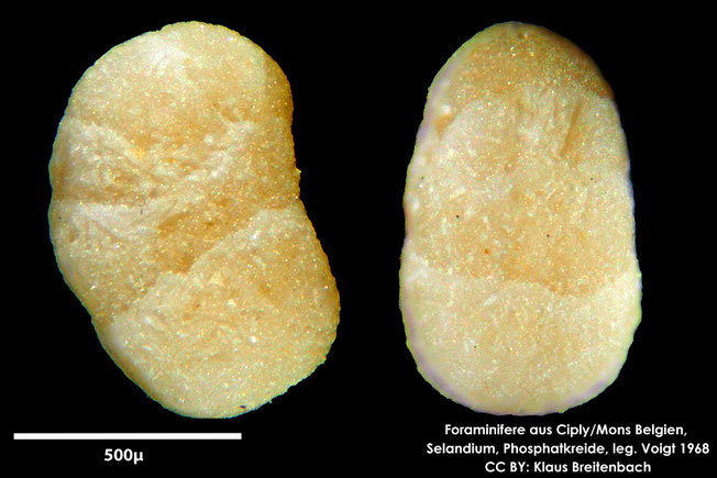 Foraminifere, Foraminifera, Bryozoa, Senckenberg, fossil, Ciply Mons, Selandium