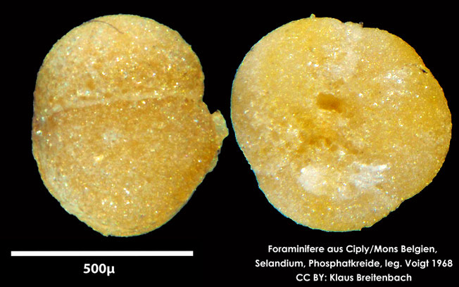 Foraminifere, Foraminifera, Bryozoa, Senckenberg, fossil, Ciply Mons, Selandium