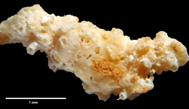 Senckenberg, Bryozoa, Bryozoen, Moostierchen, Sammlung Voigt