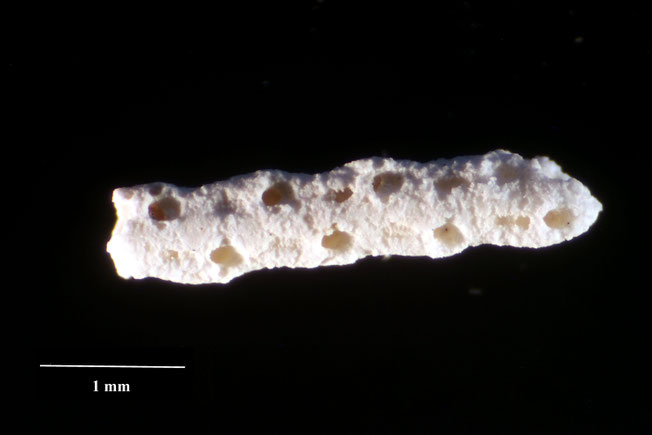 Senckenberg, Bryozoa, Bryozoen, Moostierchen, Sammlung Voigt