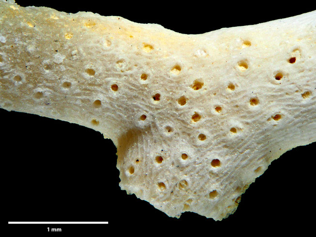 Senckenberg, Bryozoa, Bryozoen, Moostierchen, Sammlung Voigt