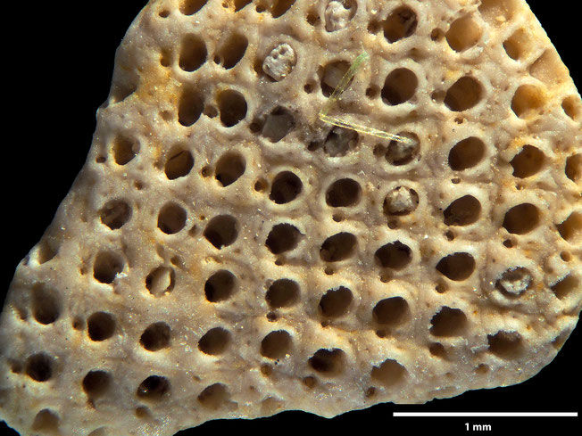 Senckenberg, Bryozoa, Bryozoen, Moostierchen, Sammlung Voigt