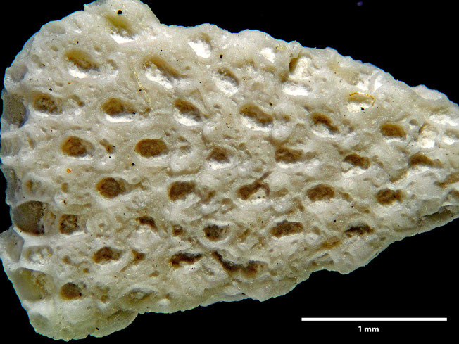 Senckenberg, Bryozoa, Bryozoen, Moostierchen, Sammlung Voigt