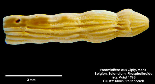 Foraminifere, Foraminifera, Bryozoa, Senckenberg, fossil, Ciply Mons, Selandium