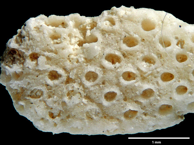 Senckenberg, Bryozoa, Bryozoen, Moostierchen, Sammlung Voigt