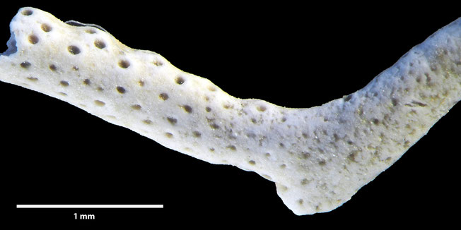 Senckenberg, Bryozoa, Bryozoen, Moostierchen, Sammlung Voigt