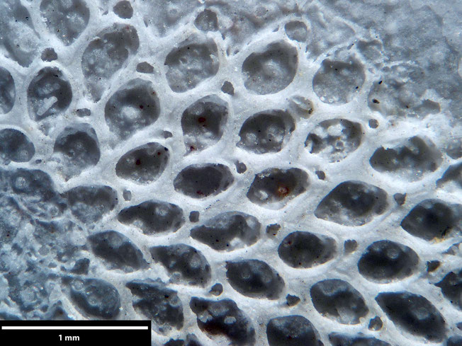 Senckenberg, Bryozoa, Bryozoen, Moostierchen, Sammlung Voigt