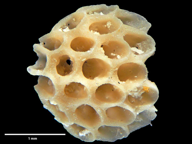 Senckenberg, Bryozoa, Bryozoen, Moostierchen, Sammlung Voigt