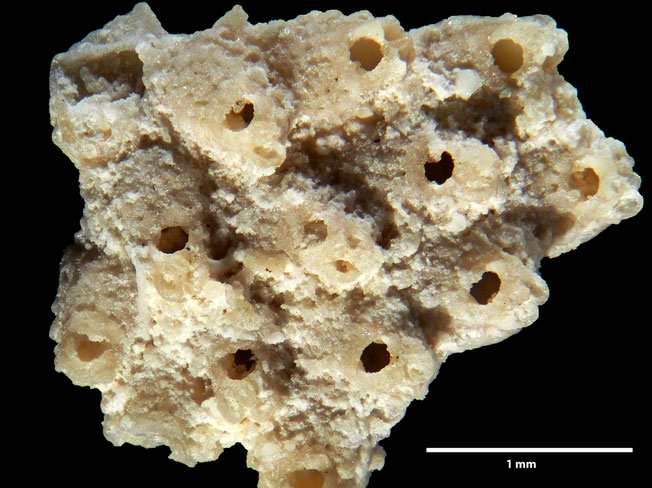 Senckenberg, Bryozoa, Bryozoen, Moostierchen, Sammlung Voigt