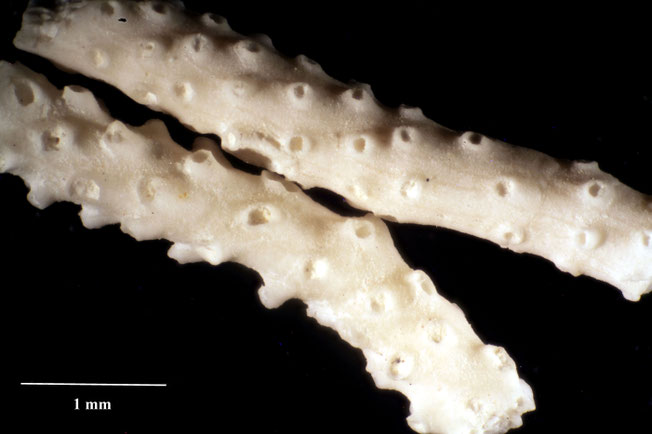 Senckenberg, Bryozoa, Bryozoen, Moostierchen, Sammlung Voigt