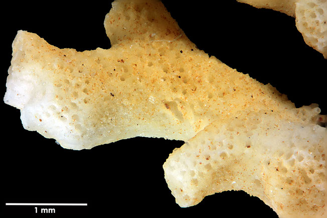 Senckenberg, Bryozoa, Bryozoen, Moostierchen, Sammlung Voigt