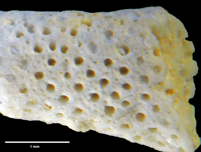 Senckenberg, Bryozoa, Bryozoen, Moostierchen, Sammlung Voigt