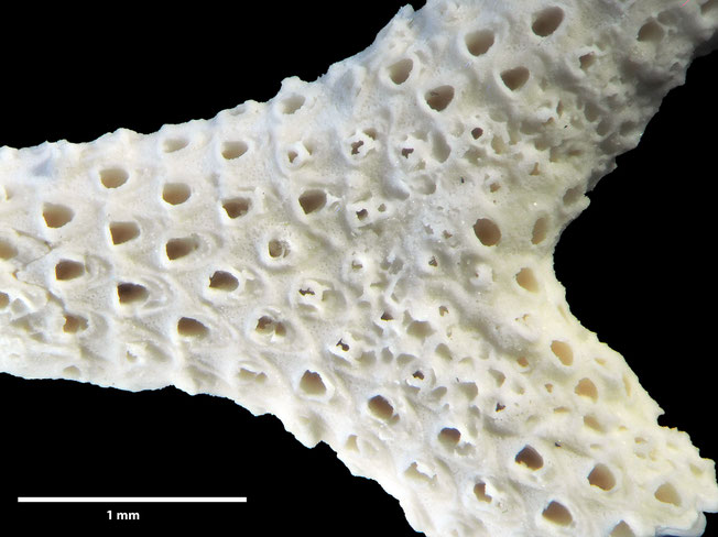 Senckenberg, Bryozoa, Bryozoen, Moostierchen, Sammlung Voigt