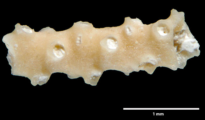 Senckenberg, Bryozoa, Bryozoen, Moostierchen, Sammlung Voigt