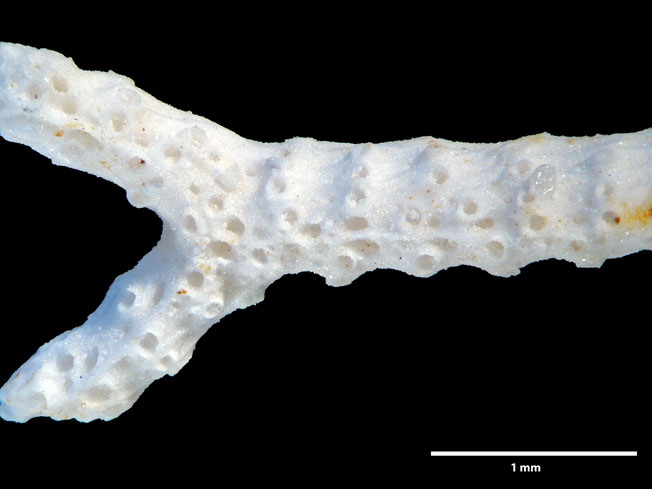 Senckenberg, Bryozoa, Bryozoen, Moostierchen, Sammlung Voigt