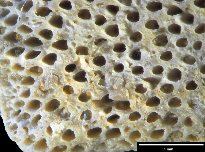 Senckenberg, Bryozoa, Bryozoen, Moostierchen, Sammlung Voigt