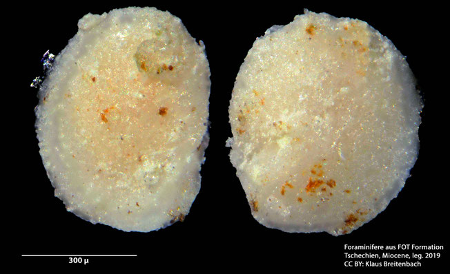 Foraminifere, Foraminifera, Bryozoa, Senckenberg,