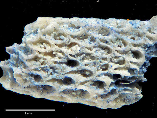Senckenberg, Bryozoa, Bryozoen, Moostierchen, Sammlung Voigt