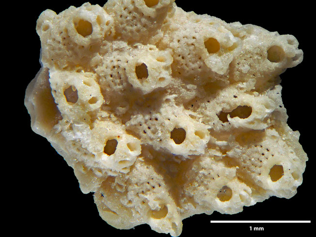 Senckenberg, Bryozoa, Bryozoen, Moostierchen, Sammlung Voigt