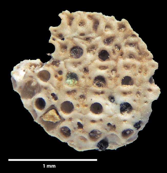 Senckenberg, Bryozoa, Bryozoen, Moostierchen, Sammlung Voigt
