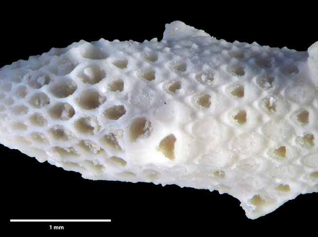 Senckenberg, Bryozoa, Bryozoen, Moostierchen, Sammlung Voigt