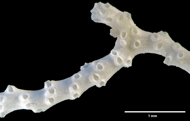 Senckenberg, Bryozoa, Bryozoen, Moostierchen, Sammlung Voigt