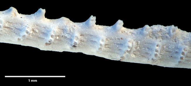 Senckenberg, Bryozoa, Bryozoen, Moostierchen, Sammlung Voigt