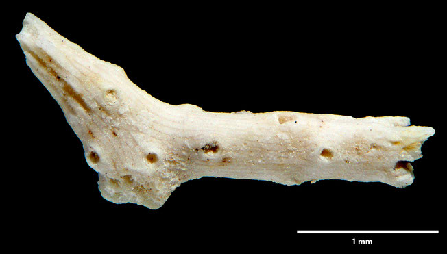 Senckenberg, Bryozoa, Bryozoen, Moostierchen, Sammlung Voigt