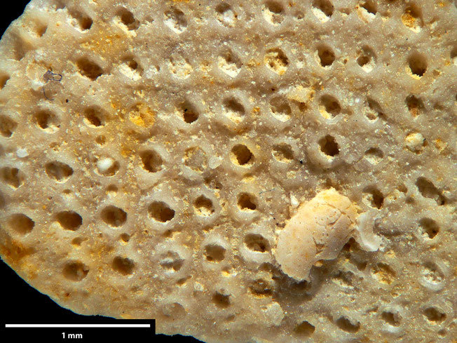 Senckenberg, Bryozoa, Bryozoen, Moostierchen, Sammlung Voigt