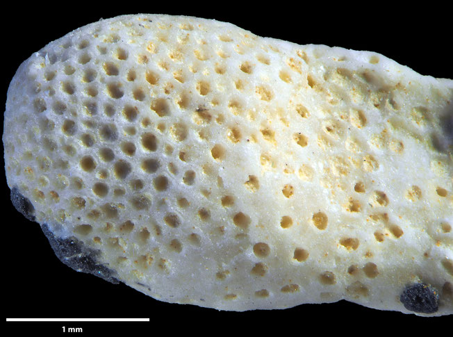 Senckenberg, Bryozoa, Bryozoen, Moostierchen, Sammlung Voigt