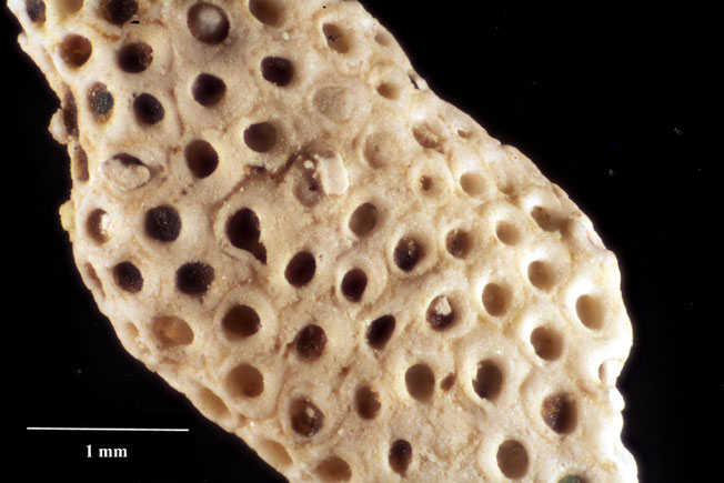 Senckenberg, Bryozoa, Bryozoen, Moostierchen, Sammlung Voigt