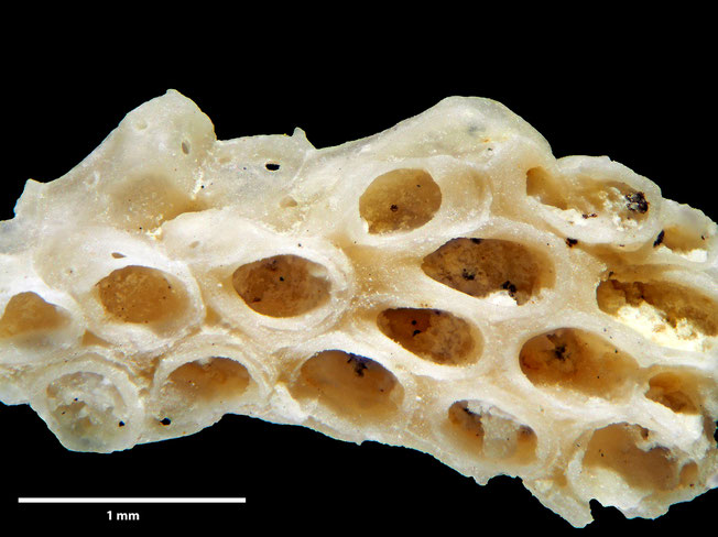 Senckenberg, Bryozoa, Bryozoen, Moostierchen, Sammlung Voigt
