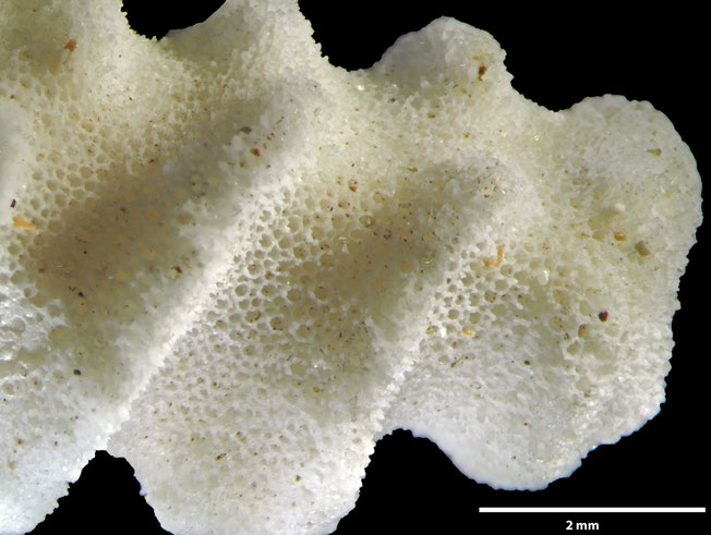 Senckenberg, Bryozoa, Bryozoen, Moostierchen, Sammlung Voigt