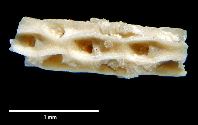 Senckenberg, Bryozoa, Bryozoen, Moostierchen, Sammlung Voigt