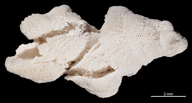 Senckenberg, Bryozoa, Bryozoen, Moostierchen, Sammlung Voigt