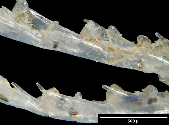 Senckenberg, Bryozoa, Bryozoen, Moostierchen, Sammlung Voigt
