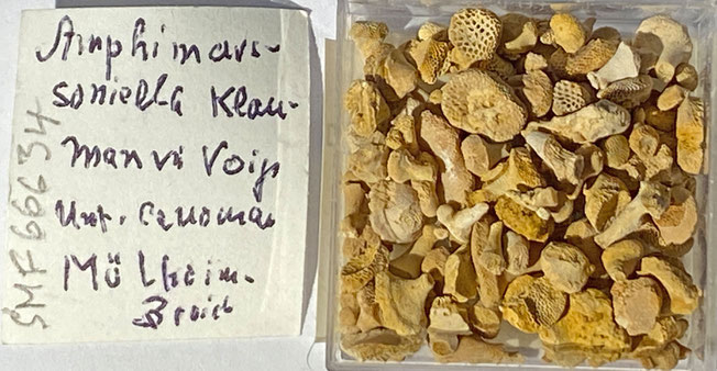 Senckenberg, Bryozoa, Bryozoen, Moostierchen, Sammlung Voigt