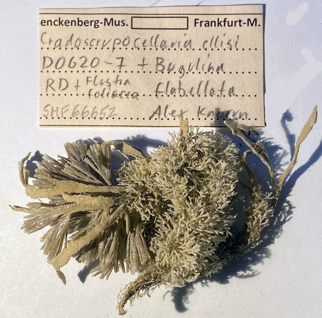 Senckenberg, Bryozoa, Bryozoen, Moostierchen, Sammlung Voigt