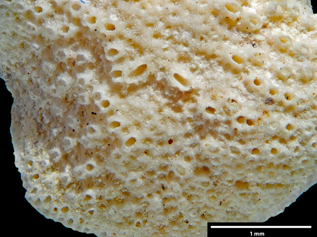 Senckenberg, Bryozoa, Bryozoen, Moostierchen, Sammlung Voigt