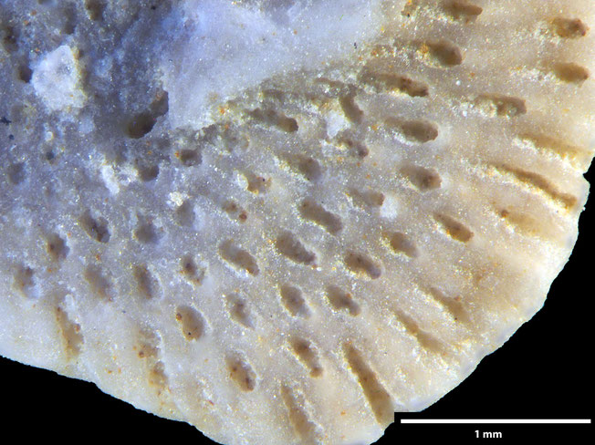 Senckenberg, Bryozoa, Bryozoen, Moostierchen, Sammlung Voigt