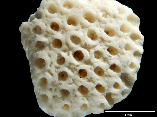 Senckenberg, Bryozoa, Bryozoen, Moostierchen, Sammlung Voigt