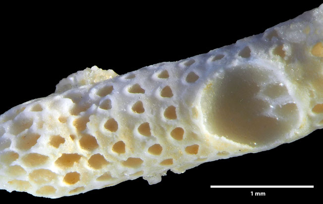 Senckenberg, Bryozoa, Bryozoen, Moostierchen, Sammlung Voigt