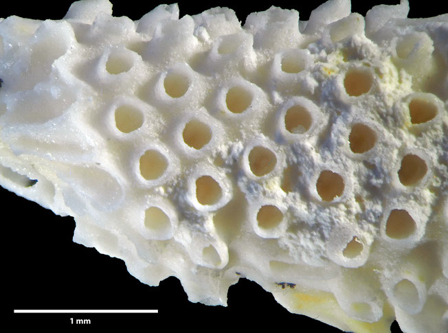 Senckenberg, Bryozoa, Bryozoen, Moostierchen, Sammlung Voigt